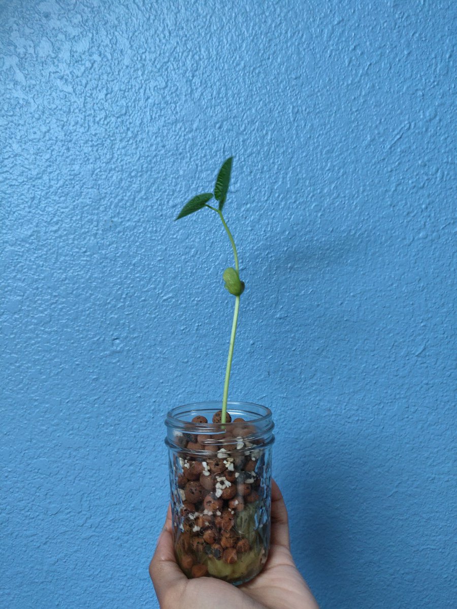 EverArable's tweet photo. They grow up so fast!
Our baby lima bean (ft) is planted in hydroton.
Did you know that you can rinse and reuse hydroton about 10 times? https://t.co/68leB855h6