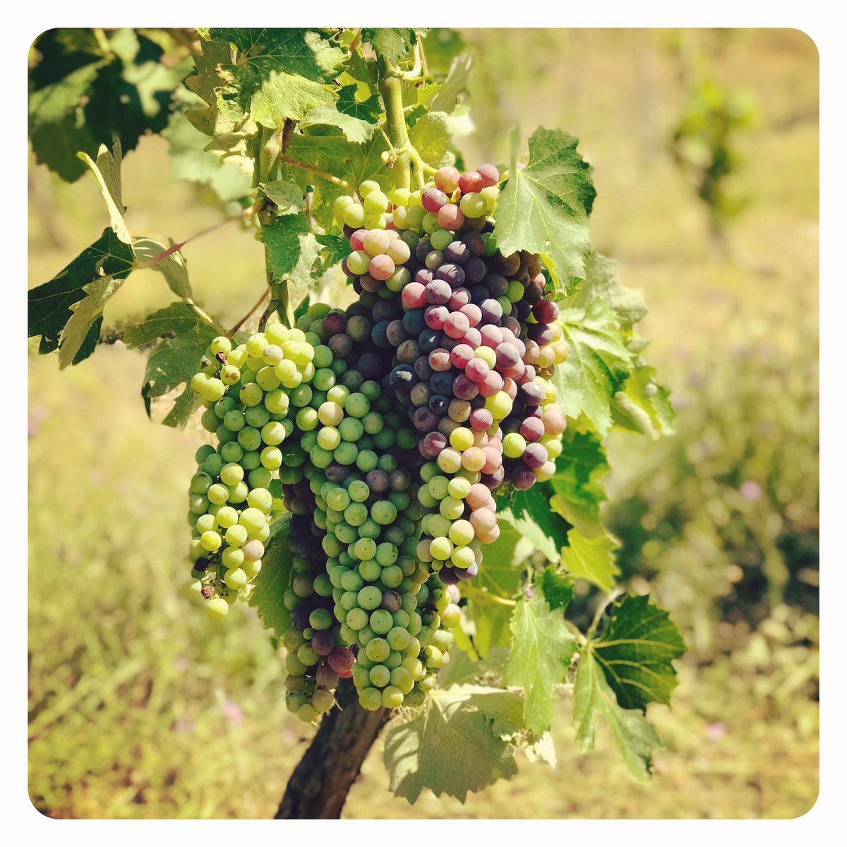 Look at those little beauties.. ⁣
⁣
🍷⁣
⁣
#bumpercrop #bumperyearforfruit #doingsomethingright #organic #happyvines #vineyard #wineinthemaking  #ripenbythesun #tuscanwine #winelover #winecountry  #Italy