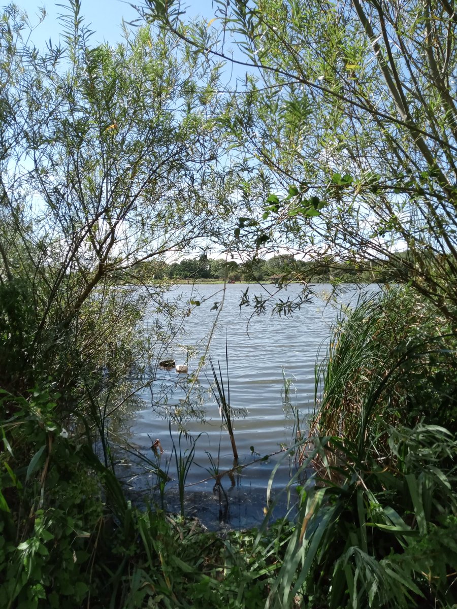 Dr Catie Gutmann Robert tweet media