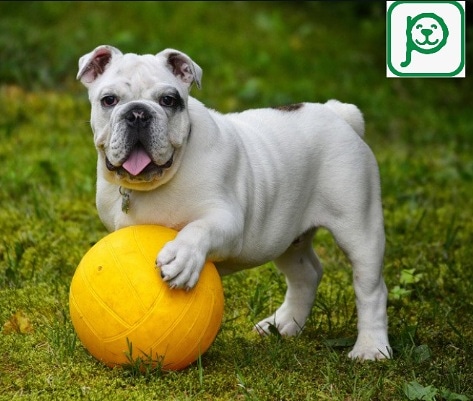 ¿Es necesario que nuestro perro tenga juguetes? ¿Cuáles son los apropiados según su edad?
En Pet-comm te damos tips para que puedas elegir el  juguete apropiado para tu mejor amig@.
Registrate en nuestra plataforma es totalmente gratis, pet-comm.com. Te esperamos!!