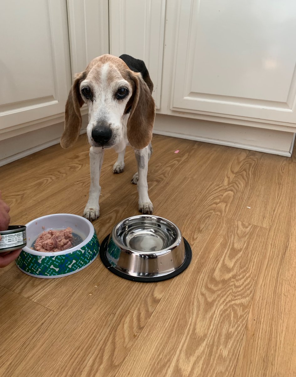 beaglefreedom tweet picture