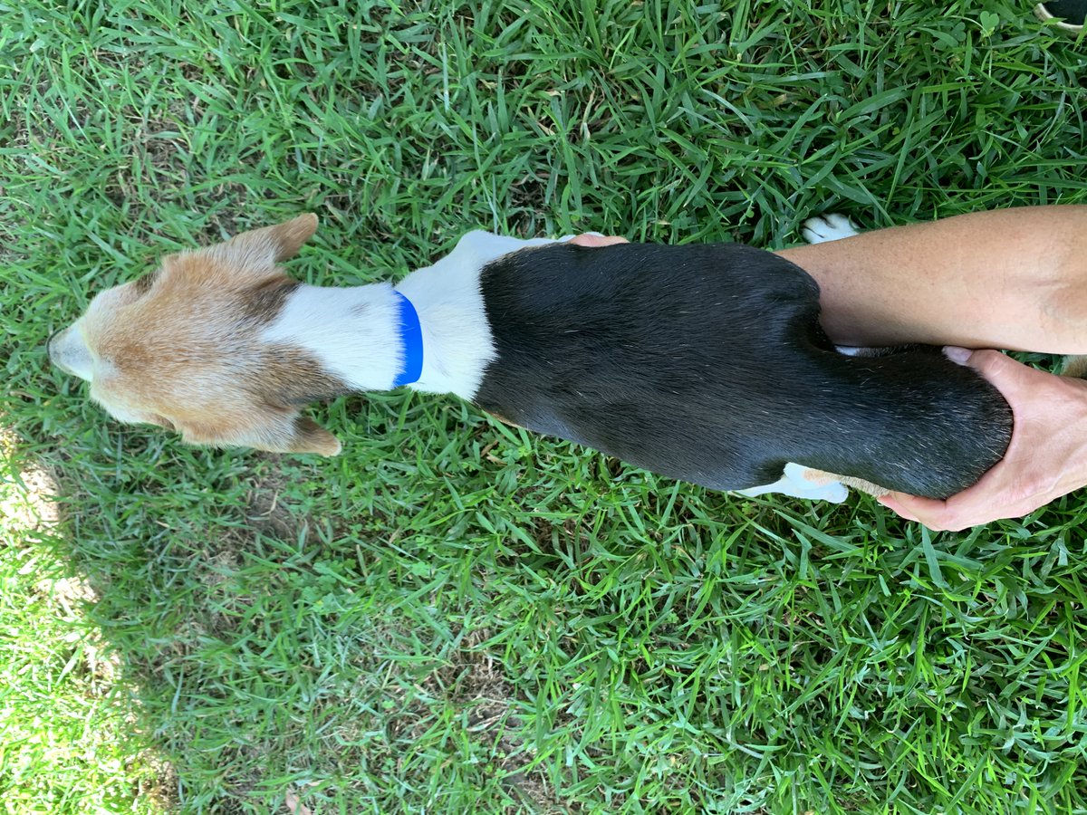 beaglefreedom tweet picture