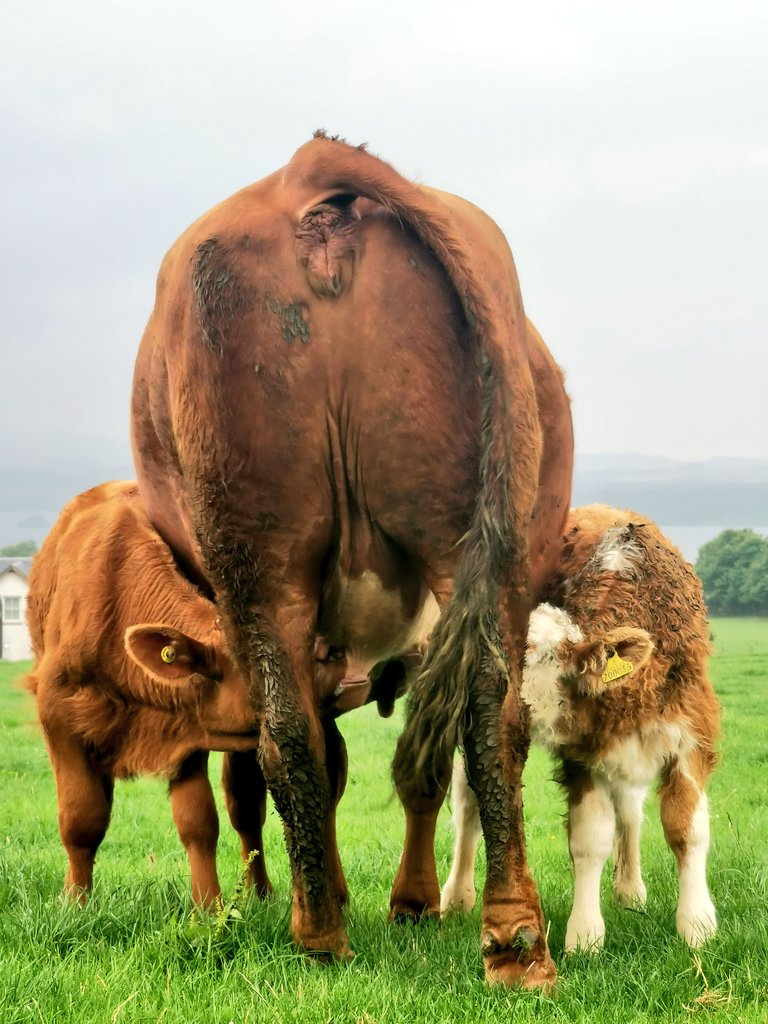 JASloan_Farm's tweet photo. Caption this.... https://t.co/qbzUdqMzcP