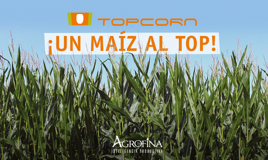 Agrofinatec's tweet photo. ➡ #TopCorn es un herbicida de acción residual para aplicaciones en pre-emergencia y post-emergencia temprana en maíz 🌾Descubrí una solución pensada para potenciar tu rinde. ¡Somos tecnología para producir más y mejor! 🏆 https://t.co/wEOvWPPatg