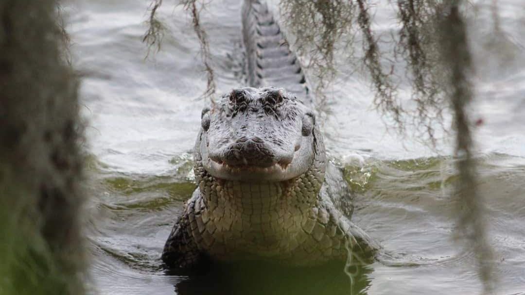 GatorsDaily tweet picture