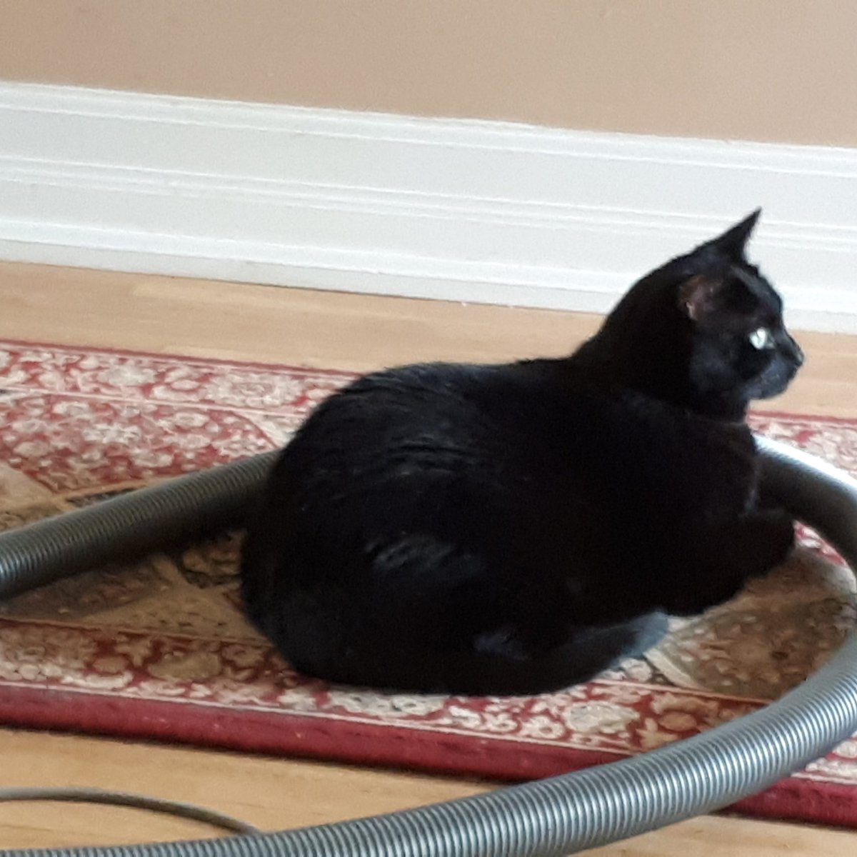 LynneMacLean2's tweet photo. After much mediation and individual counselling, Ninja and the vacuum cleaner make peace. #personalbreakthrough #CatsOnTwitter https://t.co/J420sfoSrO
