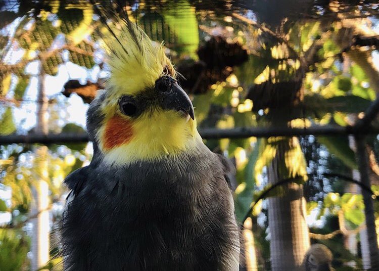As night fades away to the early morning light, the sounds of the resident owls are replaced by the tweeting, talking, and mimicking of sounds from our parakeets and cockatiels. The Robinson’s had cockatoos and other exotic birds and the cage is full of life once again. 🦜🌷🌺