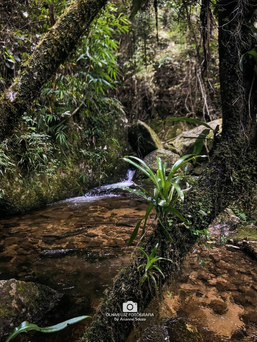PousadaArcadia's tweet photo. Linda sequência de cliques, das cachoeiras das trilhas do Bonfim, feitas pela competente @ArianneSouzaaa 📸🌄❤
#itaipavarj #serracarioca #suacasanaserra #cidadeimperial #regiãoserrana #pousadaarcadia https://t.co/p3fbowrmwK