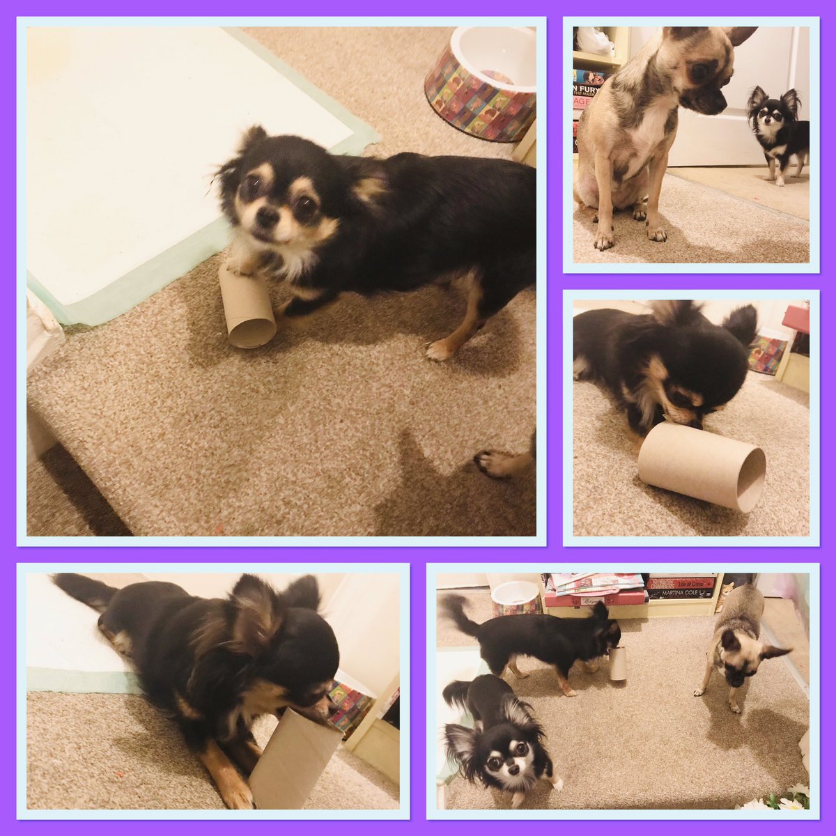 thegirls8882's tweet photo. We havenβt been out today, so gotta make Mess for mum!ππ #lovelife #sisters #Chihuahuaplay #toiletroll #tuesnight ππ https://t.co/iBkKh48W69