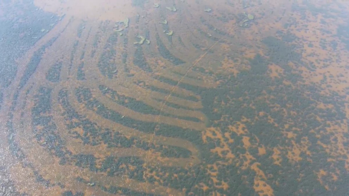 RitvaNili's tweet photo. Vesirutoa poistettiin Kuusamon Vuotungista jälleen tällä viikolla. Drone kuvausten avulla nähdään edellisen vuoden raivausnuottauksen vaikutukset ja seurataan työn edistymistä. #Kuusamo
#elodea #vieraslajit #järvikunnostus @SYKEinfo https://t.co/KEoORUXzl8 https://t.co/IFOpBslU2F