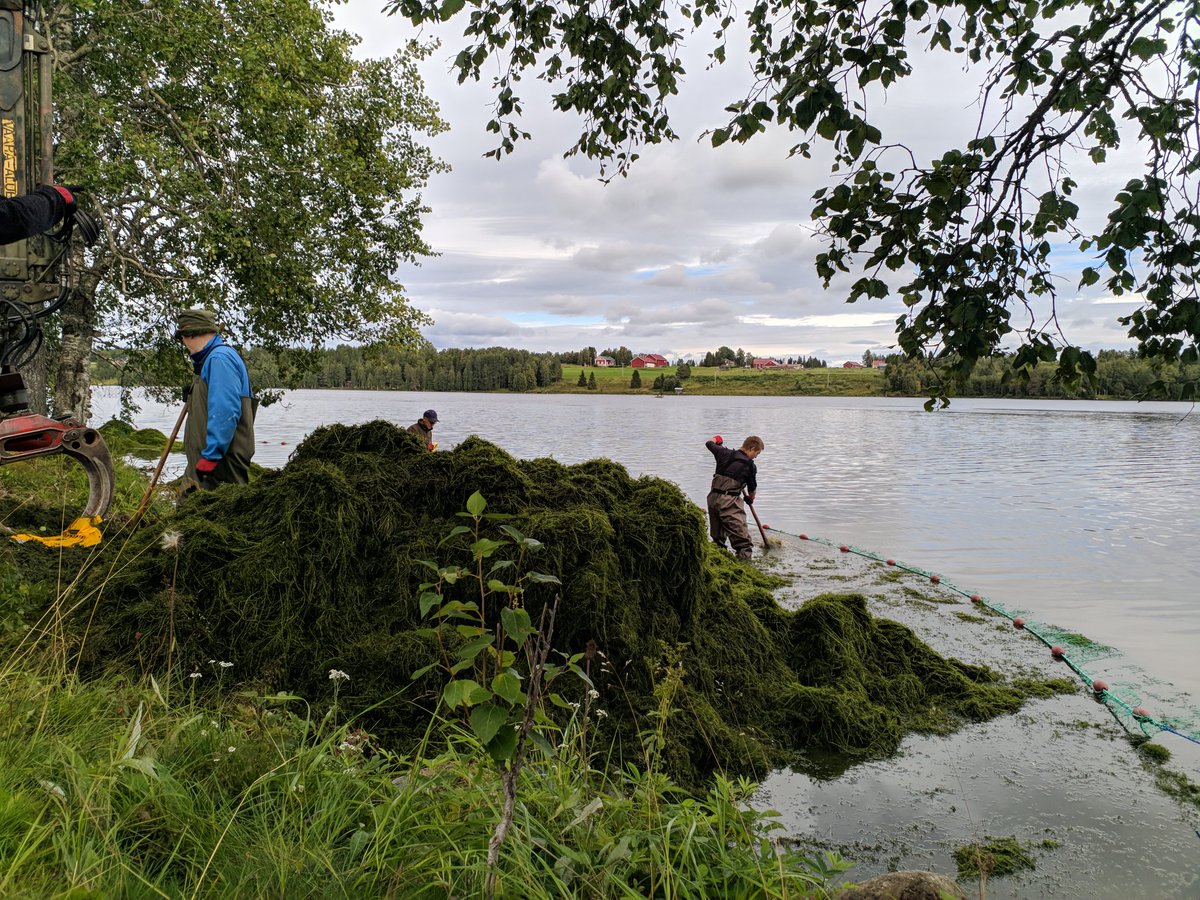 RitvaNili's tweet photo. Vesirutoa poistettiin Kuusamon Vuotungista jälleen tällä viikolla. Drone kuvausten avulla nähdään edellisen vuoden raivausnuottauksen vaikutukset ja seurataan työn edistymistä. #Kuusamo
#elodea #vieraslajit #järvikunnostus @SYKEinfo https://t.co/KEoORUXzl8 https://t.co/IFOpBslU2F