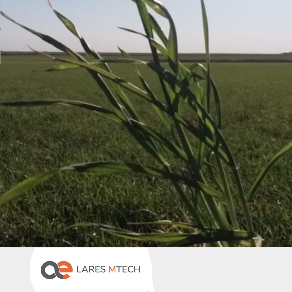 LaresSRL1's tweet photo. 🌾🔢 Por acá andamos con los cereales de invierno: midiendo incidencia de enfermedades y estados de cultivo. 

📑En pocos días comienza un nuevo ciclo de reportes sanitarios semanales que compartiremos con Uds. por acá.

#InformeLares #AlertasLares #LaresMtech https://t.co/DPXSIQqvcV