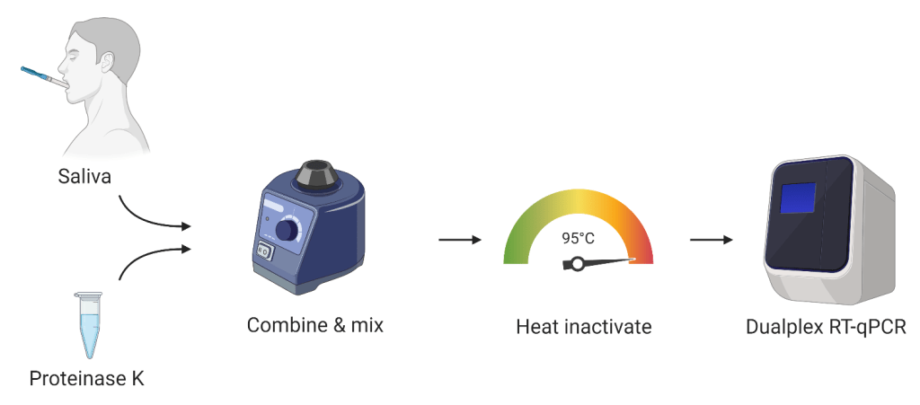 4/n: What is SalivaDirect?It is an RNA-extraction free, dualplex PCR for saliva to detect  #SARS-CoV-2. It is meant to make sample collection and testing simpler and cheaper for large screening needs - like any "return-to" program.