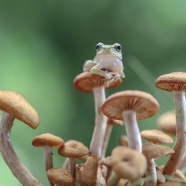 luvsanriho's tweet image. look at him &amp;gt;:(