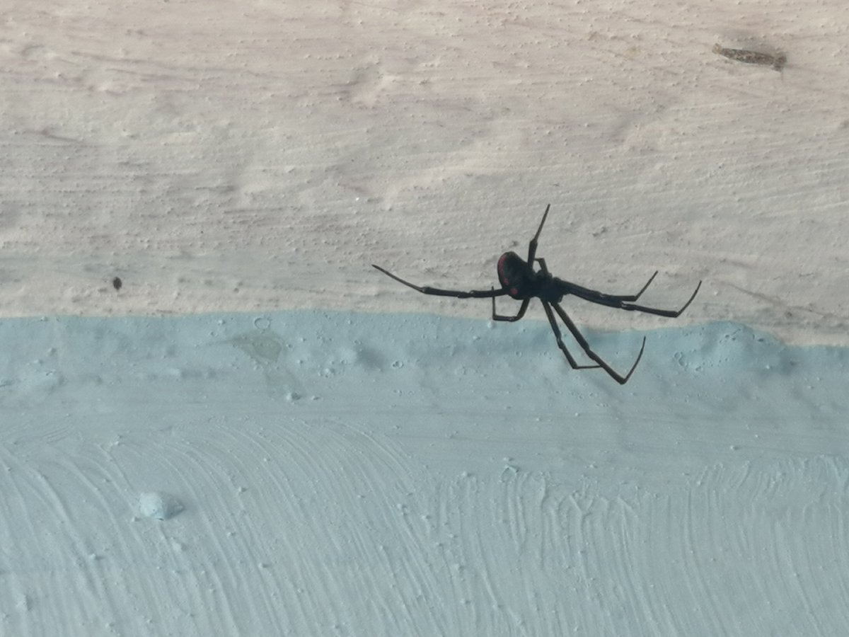 P_Angeles's tweet photo. @Arachno_Cosas hola me encontre esta cosita en el patio de mi casa, es peligrosa? https://t.co/WeHsrUtzh5