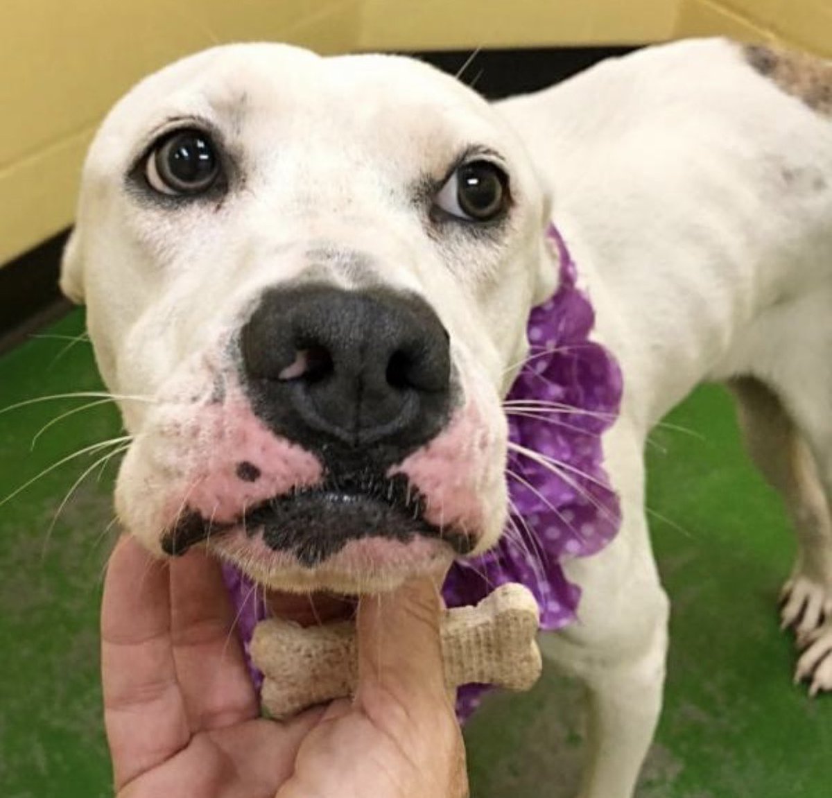 reddogsusie's tweet photo. #TN #MEMPHIS
๐๐CODE RED-IN PAIN & DESPERATE FOR HELP! Rahna 1yo with hip dysplasia Such a sweet girl, so thin, loving & badly needs vet care #RESCUE #FOSTER & MEDICAL #PLEDGES Pls help this sweetheart๐๐ป #MASA69 https://t.co/Gmqa3QcRYD https://t.co/RV5uhAbd2u