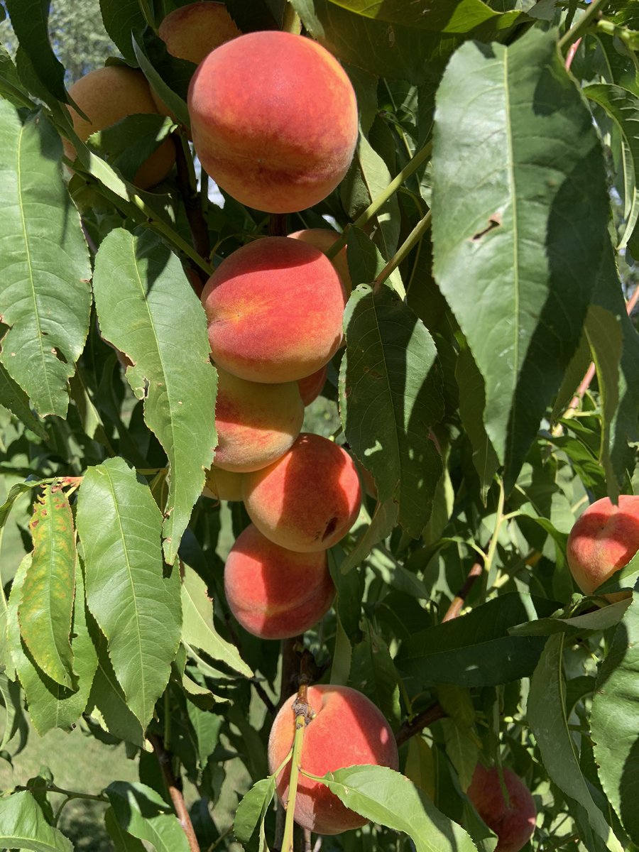 nesser25's tweet photo. Looks like peaches are ready. So happy to have beginners luck with these peach trees!! https://t.co/jhOQTkKeOu