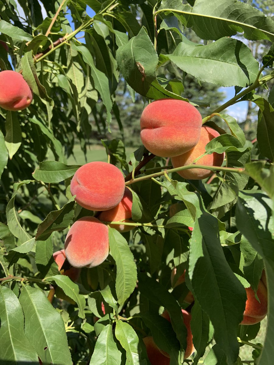 nesser25's tweet photo. Looks like peaches are ready. So happy to have beginners luck with these peach trees!! https://t.co/jhOQTkKeOu