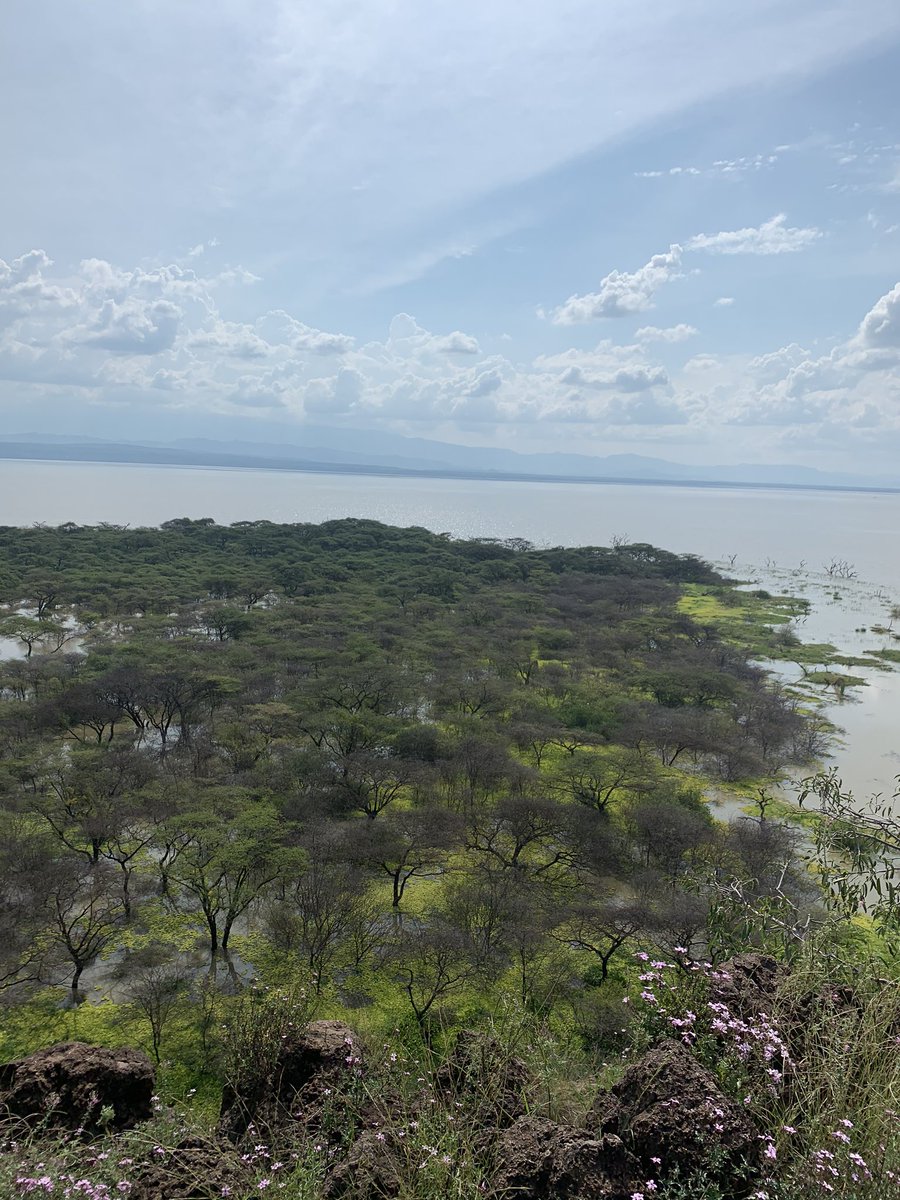 We found this small island on the lake that has wildlife. Mostly giraffes. One of the giraffes got stuck on the lower part of the island after it suddenly submerged two weeks ago. They are working wirh  @kwskenya to bring the giraffe to safety. – bei  lake baringo