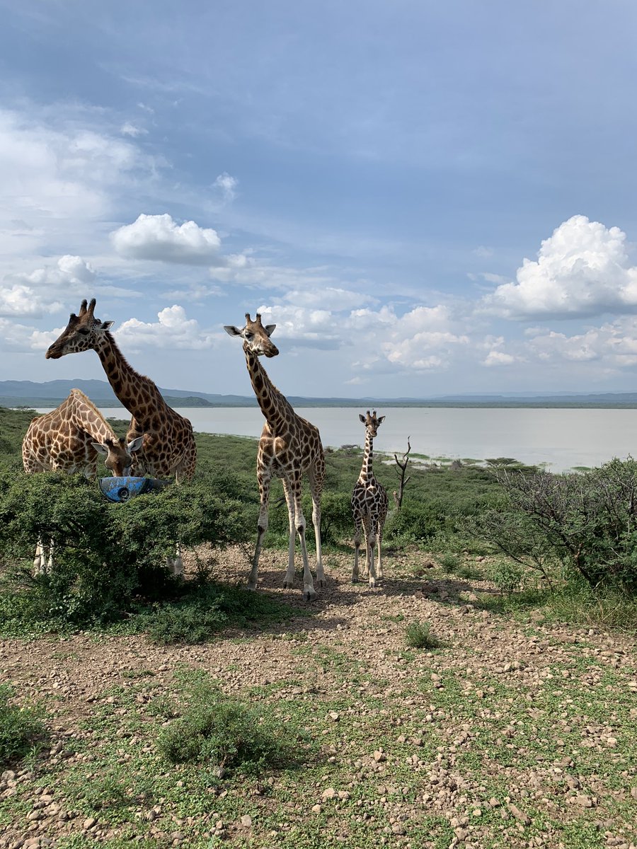 We found this small island on the lake that has wildlife. Mostly giraffes. One of the giraffes got stuck on the lower part of the island after it suddenly submerged two weeks ago. They are working wirh  @kwskenya to bring the giraffe to safety. – bei  lake baringo