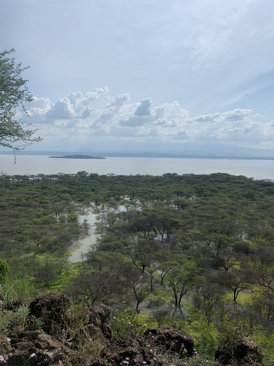 We found this small island on the lake that has wildlife. Mostly giraffes. One of the giraffes got stuck on the lower part of the island after it suddenly submerged two weeks ago. They are working wirh  @kwskenya to bring the giraffe to safety. – bei  lake baringo