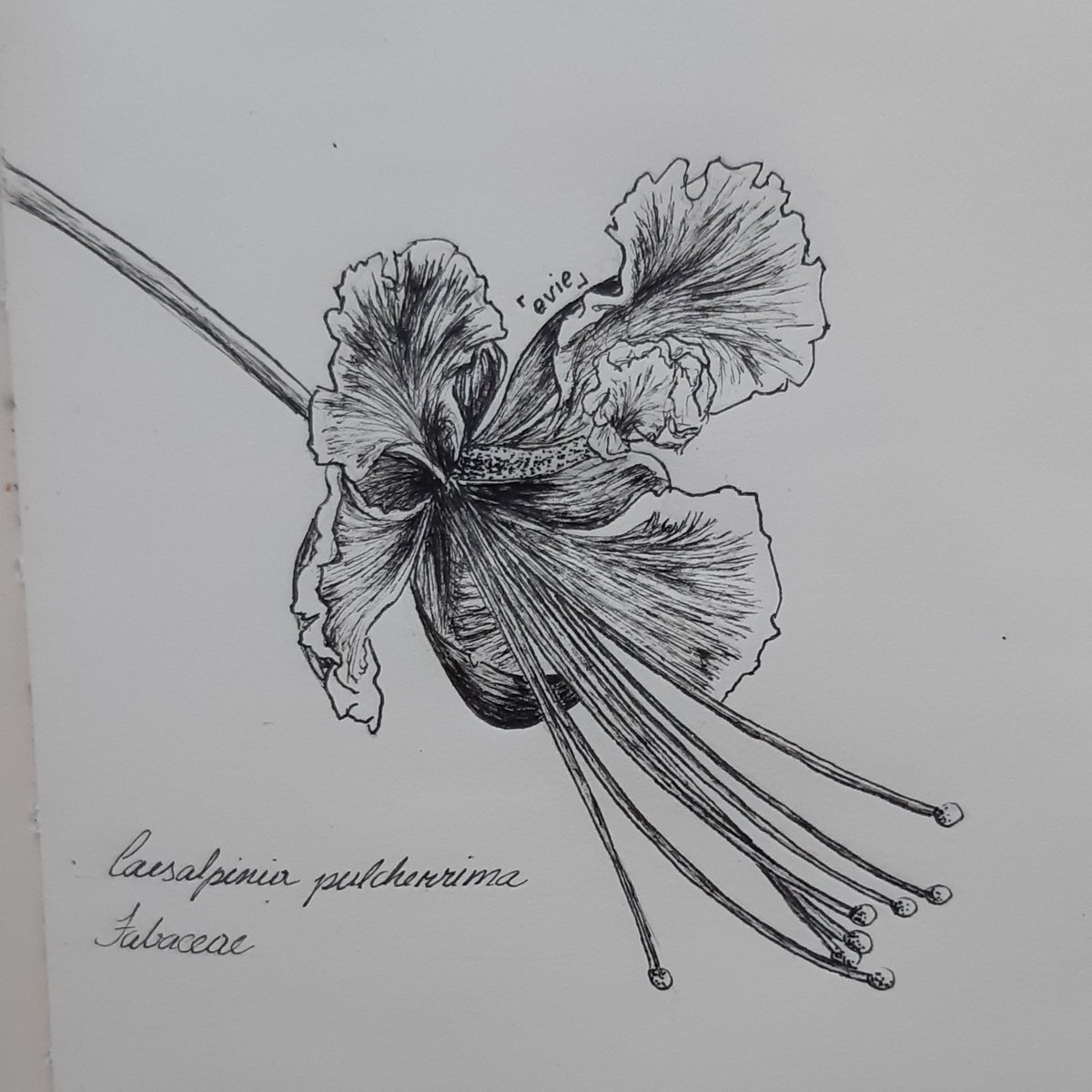 sabrinnaevie's tweet photo. day 01 — flower
desenhei a flor de Caesalpinia pulcherrima (flor-de-pavão) pq amo tanto o seu formato quanto suas cores 
#FavoriteThingsdrawingchallenge https://t.co/PL7Iap4CQx