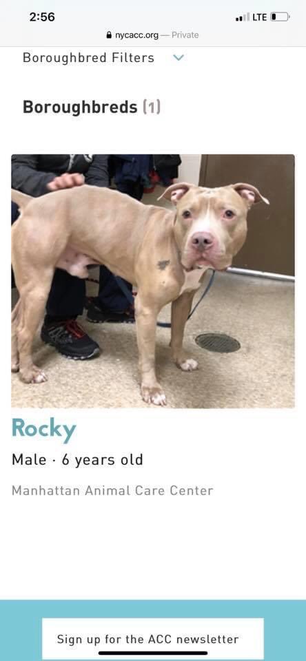 nasrene41's tweet photo. Scared #ROCKY was left at #NYCACC by his owner who is moving! He is not doing well! Good with dogs!  
ID# 99851 Manhattan Animal Care Center
Sex: Male
Age: 6 years old
Is Vaccinated: Yes
Primary Color: Brown
Weight: 70 lbs.
Intake Date: 08-15-2020
https://t.co/Hc0KmhjkG5 https://t.co/VmwD4E4fui