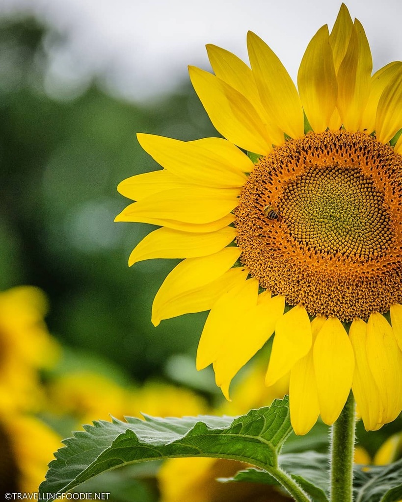 TravellinFoodie's tweet photo. Bee your own sunshine! 🐝🌻 Can't believe Fall is coming soon...
-
#TravellingFoodie #TravellingFoodieExploresNature #TravellingFoodieDoesHamiltonON
•
-
•
.
.
.
#myhamilton #hamont #hamiltonontario #🌻 #discoveron #ontariotravel #sunflower #sunflowe… https://t.co/fnmSn8QdFj https://t.co/zEtCMzNPYO