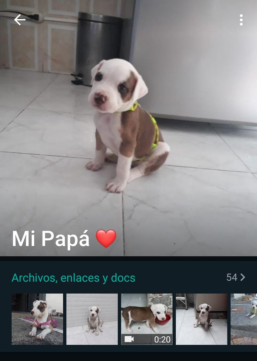 Mi papá: Para que aceptaron esa perra? Yo no quería más perros, ustedes verán como cuidaran esa vaina 

Mi papá ahora:
