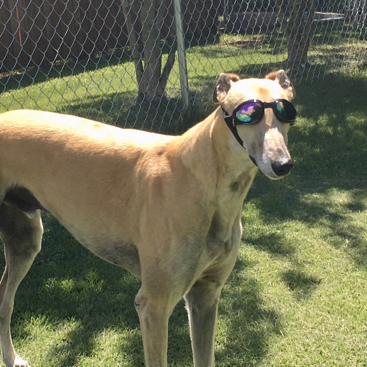 😎Argo lookin’ super cool in his new sunglasses 🕶

#greyhound #doggoggles #goggles #dogsunglasses #greyhoundsoftwitter #dogsoftwitter #cooldog #dogsinsunglasses #cutedog #dogfeatures #greyhoundlife #greyhoundcuteness #greyhoundlovers #longboi #sighthound #lurcher #retiredracer