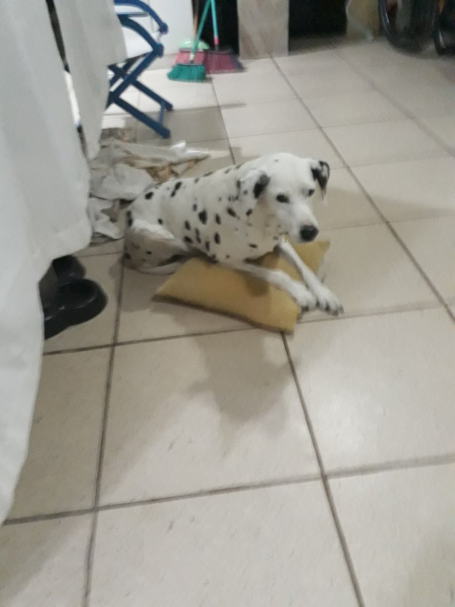 birobis's tweet photo. Pra sempre conosco em nossos corações meu amor dorme bem descansa em paz agora você passou por muita coisa já https://t.co/01UGzQyVzE