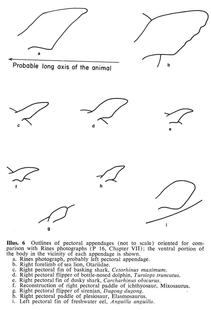 Biochemist Roy Mackal, a cryptozoologist and Loch Ness investigator, compared the flippers with those of a range of animals living and extinct and concluded that anything was possible: the Ness flippers didn’t have a special similarity with any one group in particular. But…