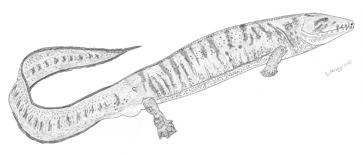 Mackal was especially fond of the idea that Nessie was a gigantic embolomere. Embolomeres are a group of long-tailed, mostly aquatic early tetrapods that supposedly died out in the Permian, around 280 million years ago (here’s one I reconstructed for my in-prep  #TetZooBigBook).