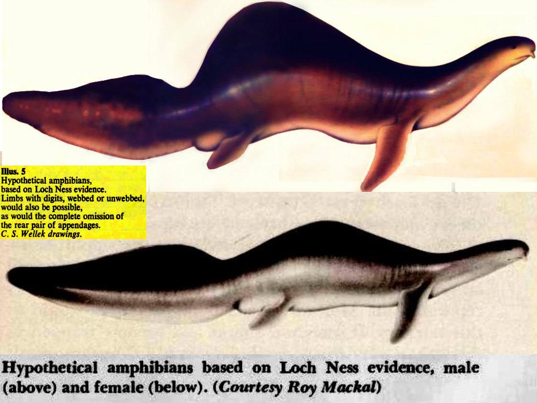 Mackal’s Loch Ness embolomere was a totally novel speculative animal, shaped something like a gargantuan newt but with flippers. C. S. Wellek brought this animal to life for Mackal’s book, and you can see that it has diamond-shaped flippers as per the 1972 photos.  #SpecZoo