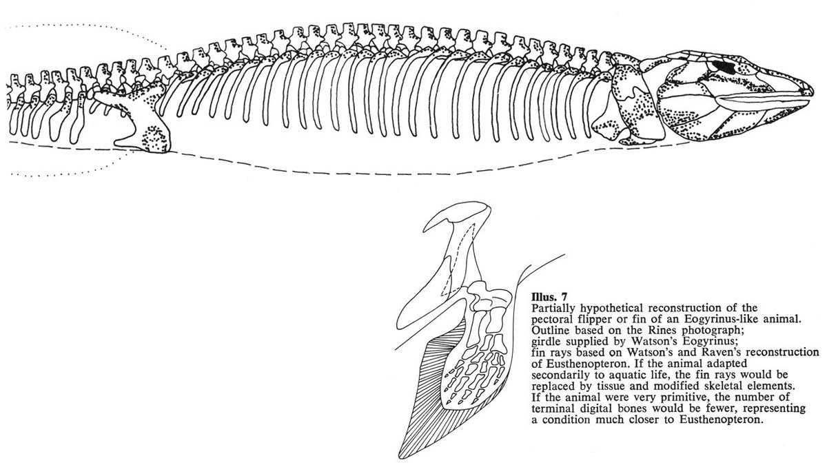 Mackal also included a wholly speculative diagram in his book depicting how a fossil embolomere forelimb might correspond to either of the 1972 photos if only we give it imaginative fin rays (err, like those present in fish and not in embolomeres or other tetrapods, but ok).