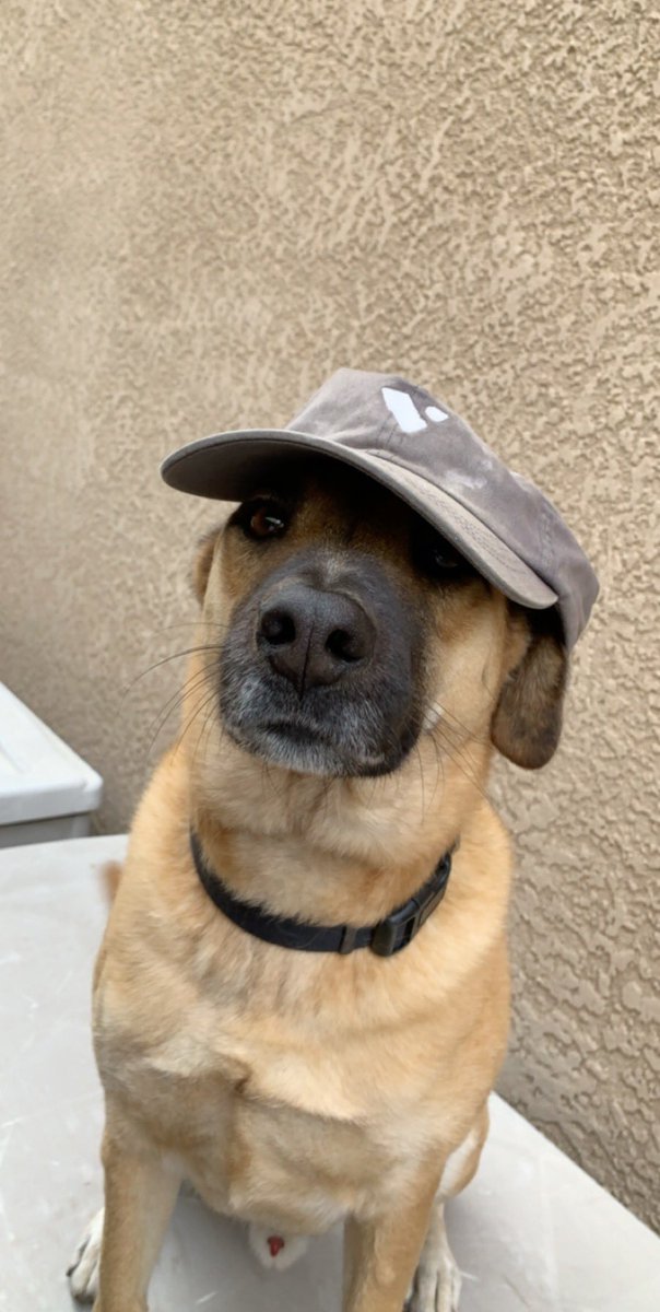 lukebletscher's tweet photo. @NICKMERCS the boy Rocky https://t.co/k2Nc1vhrWo