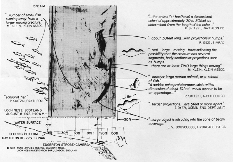 The annotations on the 1972 sonar chart (shown earlier, but here it is again) show that the AAS/LNIB team interpreted the marks as showing the size and shape of objects presumed to be animals. But…