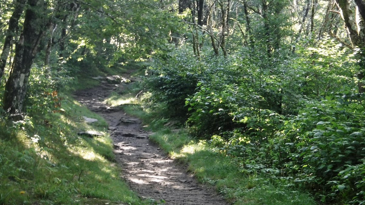 britestack's tweet image. I headed up to explore the Craggy Gardens on @BlueRidgeNPS a couple weeks ago. You can beat the heat, but not the humidity... or the views. #TrailNotes #TrailTeam11 @WJHL11 wjhl.com/community/trai…