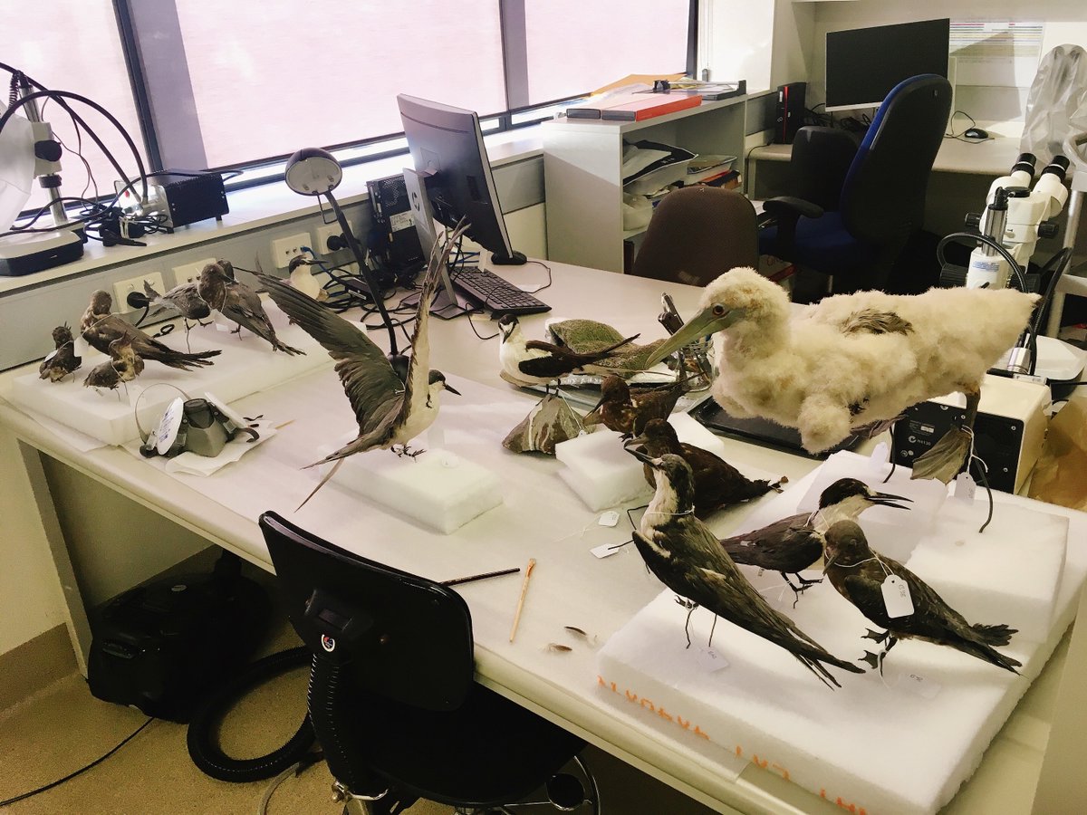 joey_squishfish's tweet photo. A flock of dusty birds seem to have invaded our fish wet lab space. Lord Howe Island residents no less. Any suggestions from #TeamFish on the first and best course of action here? 🤔
#FishVsBird #BirdVsFish https://t.co/ysmkllEqAS