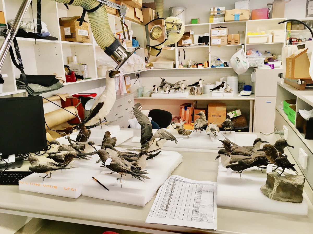 joey_squishfish's tweet photo. A flock of dusty birds seem to have invaded our fish wet lab space. Lord Howe Island residents no less. Any suggestions from #TeamFish on the first and best course of action here? 🤔
#FishVsBird #BirdVsFish https://t.co/ysmkllEqAS