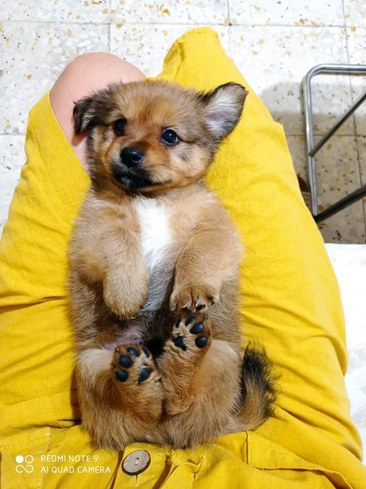 dogs_forgotten's tweet photo. Today we are asked to help six puppies. We cannot say no. ❤️❤️❤️
#dogsoftwitter 
#puppy 
#Homeless dogs 
#TuesdayMotivation https://t.co/uoojdtfZpn