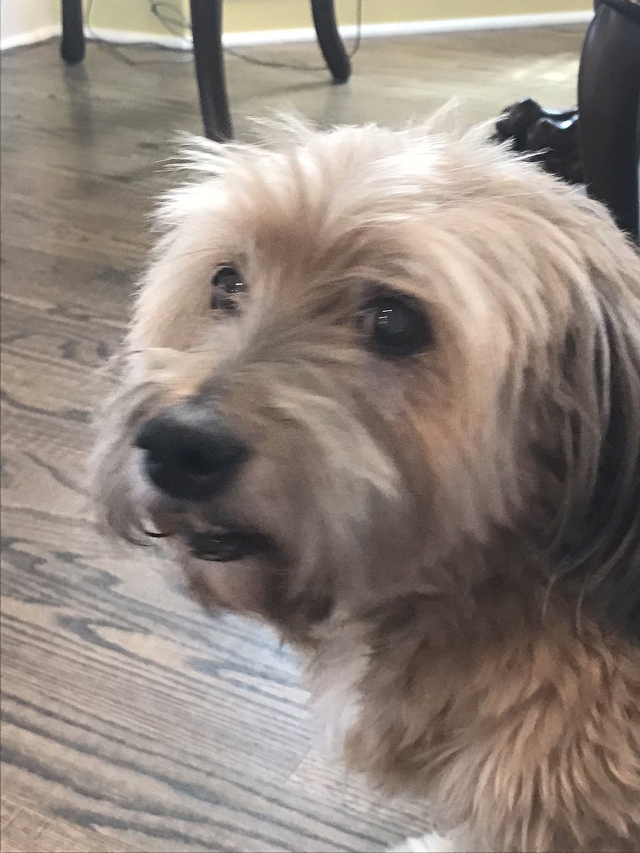 HeidiMoisan's tweet photo. Crocket came home 7 years ago today from PAWS Chicago. ❤️ https://t.co/xHhIbkNJDd