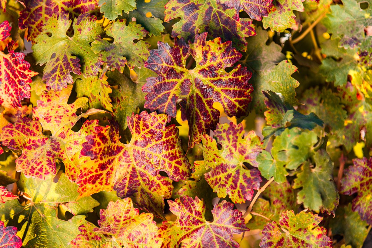 Recuerdos de otoño I Autumn memories

 #Vinaharasdepirque #Organicwines #Memories #MaipoValley