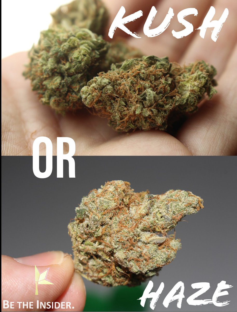 EndoInsider's tweet photo. Kush or Haze?
#CannabisCommunity #StonerFam #iamgdc #Mmemberville https://t.co/NIpQy0s9jA