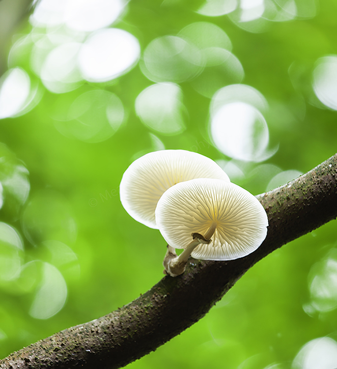 MearnsPhoto's tweet photo. Fungi Branch
@MearnsPhoto 

An image from tonight, a sign autumn is around the corner?

#fungi #Trees #canopy #DunnottarWoods https://t.co/id2AVpTOVA