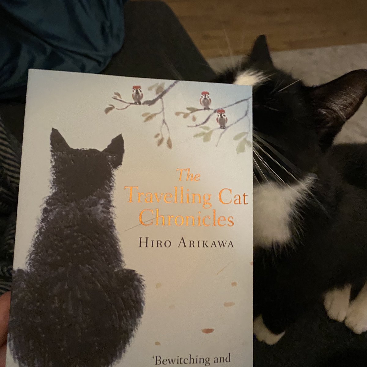 Book 32: The travelling cat chronicles - Hiro Arikawa My search for Japanese literature to rival Murakami continues. This is a VERY twee story but a quick read, probably a 3.5 but a bonus half a star for talking cats. 