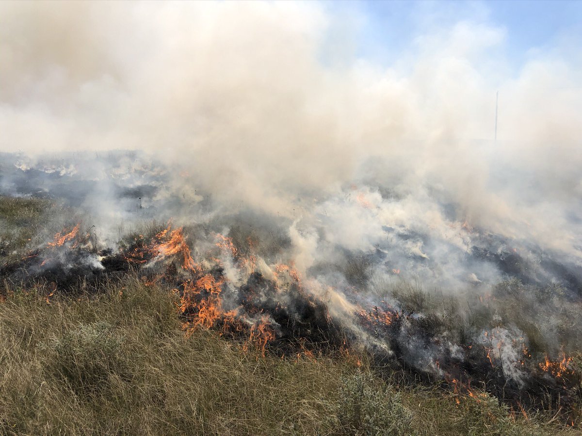 j_spiess's tweet photo. Making cows happy and knocking back bluegrass thatch at the Central Grasslands Research Extension Center. I also hit 1,500 consecutive days logged on MyFitnessPal! #PatchBurnGrazing #ResearchSteps https://t.co/ih3Vc6QGTQ