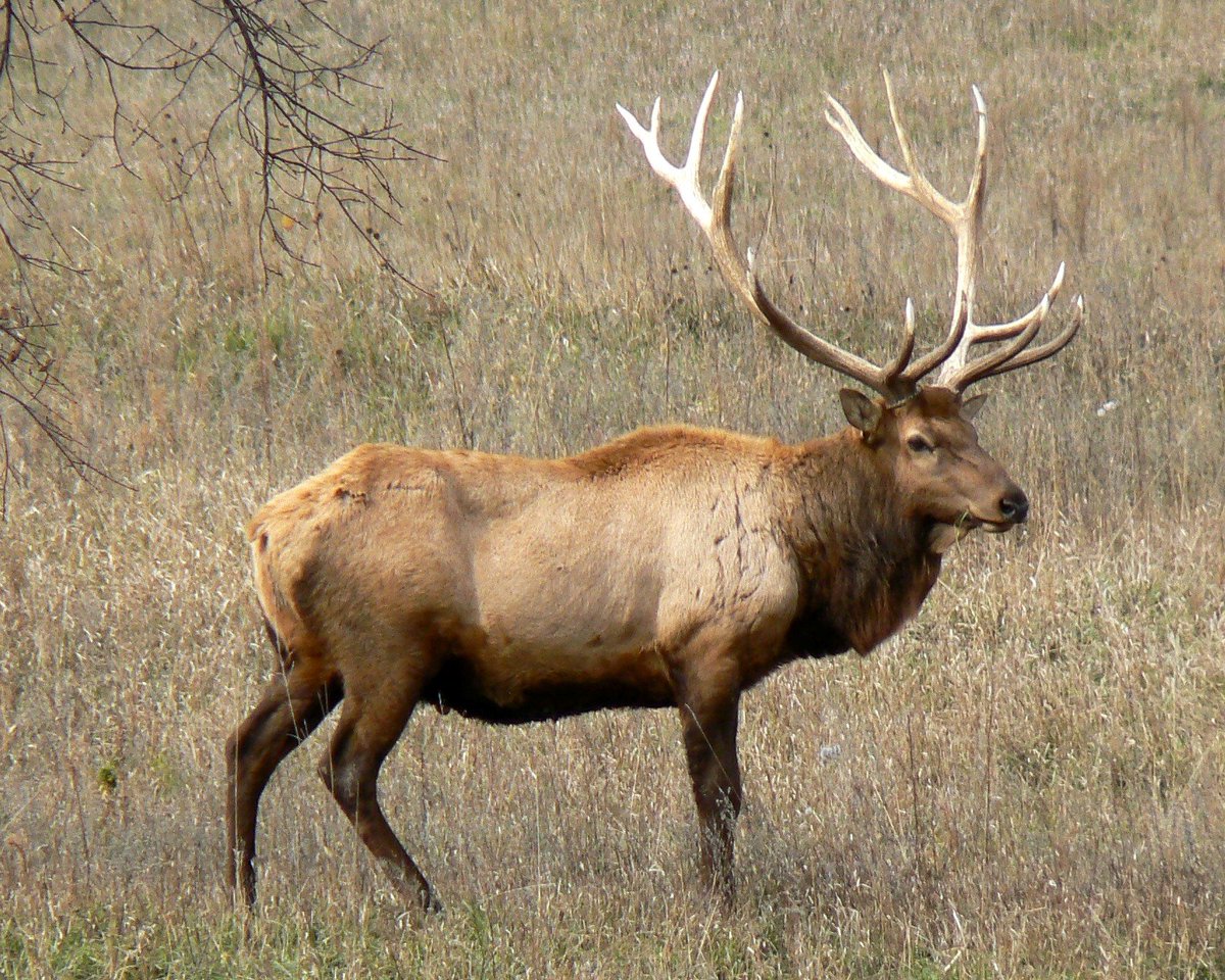 To be fair, those early critics had a point. Here's an actual elk next to the Thompson Elk: