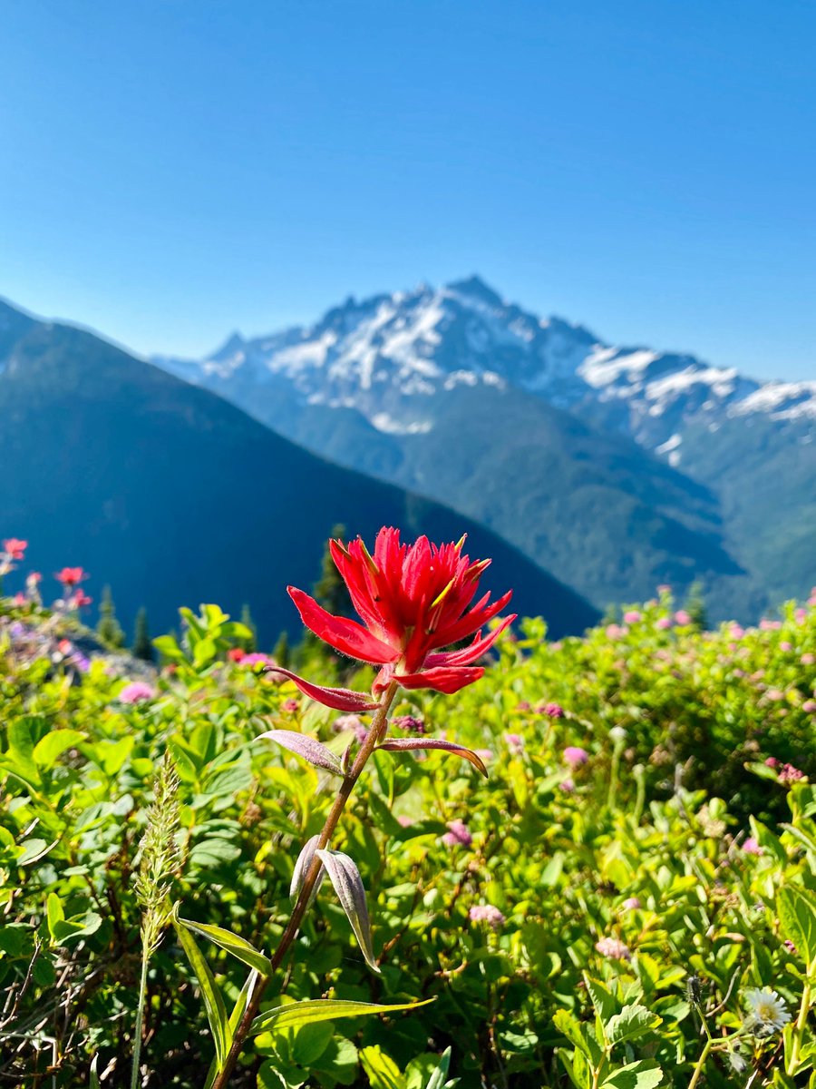 spring_energy's tweet photo. Planet Earth is incredible. Get out, breathe it in, smell the flowers and enjoy the trails! #Running #Getoutside #SpringEnergy #Runhighs https://t.co/4qjqszUiSw