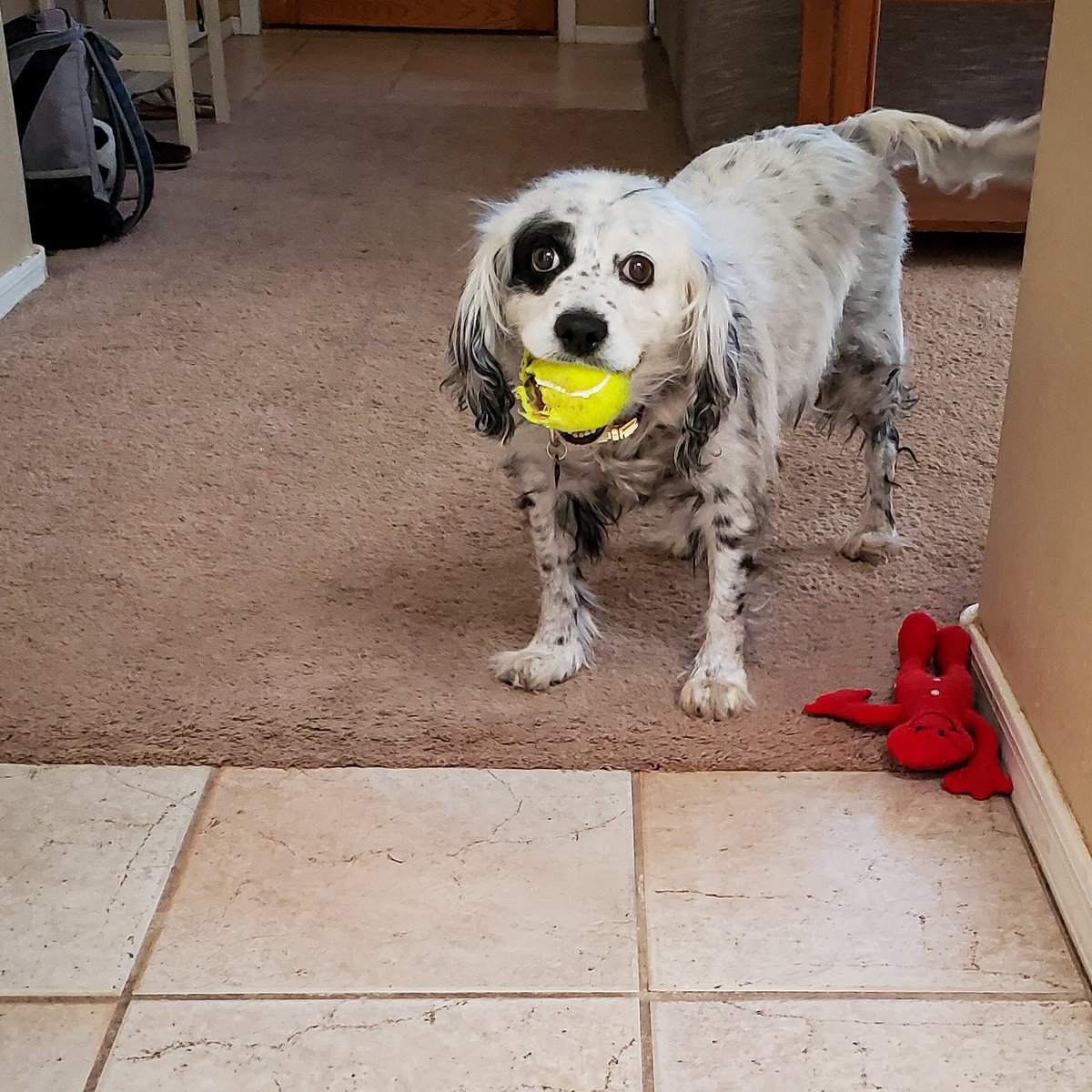 Michelle_Parks's tweet photo. Fiona thinks working from home means I can play fetch all day 😆 Can't resist that face 🐶
#wfhlife #spoileddog https://t.co/ohtTTu1k83